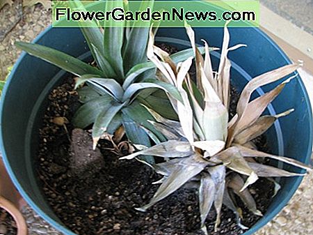 Ananas Pflanzen. Ihre Ananas Pflanze braucht Zeit um zu wachsen und etwa 2 Jahre um eine weitere Ananas zu produzieren. Wasser und halten Sie es an einem sonnigen Ort. Gib es auch Pflanzenfutter. Pineapple plants. Your pineapple plant will take time to grow and about 2 years to produce another pineapple. Water it and keep it in a sunny place. Give it plant food too.