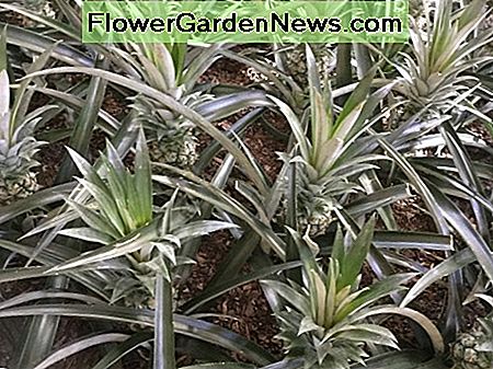 In warmen Klimazonen können Sie im Garten Ananas als attraktive Beetpflanzen pflanzen. In warm climates, you can plant pineapples in the garden as attractive bedding plants.