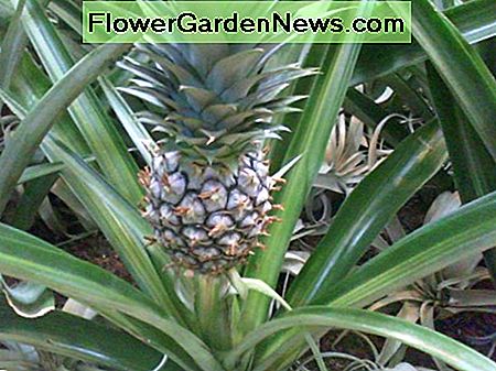 Ananas Pflanze. Sie können Ihre eigenen wachsen lassen! Pineapple plant. You can grow your own!