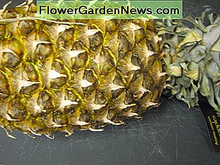 Nehmen Sie eine frische Ananas. Jede Art wird tun, die Sie im Supermarkt finden können. Take any a fresh pineapple. Any type will do that you can find at the grocery store.