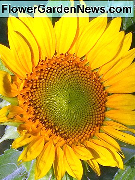 En annen solsikke tidligere i vekstsyklusen. Another sunflower earlier in its growth cycle.