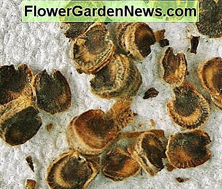 Stockrose Samen sind groß und flach. Sie kleben oft zusammen in der Schote und sollten getrennt werden, um das Trocknen zu erleichtern. Hollyhock seeds are large & flat. They often stick together in the pod & should be separated to facilitate drying.