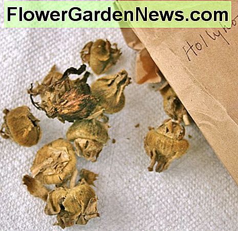 Ziehen Sie getrocknete Samenschoten auf, um die Malve freizusetzen. Pull open dried seed pods to release the hollyhock seeds.