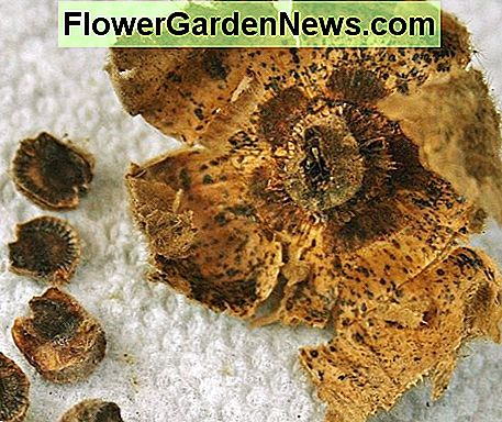 Einmal aus ihren getrockneten Hülsen gelöst, müssen die Malve Samen getrennt und die Spreu vor dem Trocknen entfernt werden. Once released from their dried pods, the hollyhock seeds must be separated & the chaff removed before drying.
