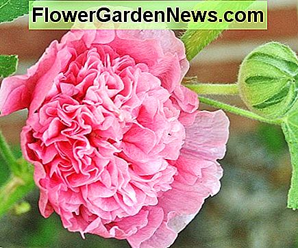 Hier ist die doppelt rosa Hollyhock Pflanze in diesem Hub. Here's the double pink hollyhock plant featured in this hub.