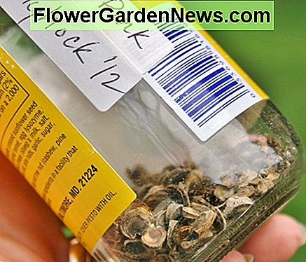 Lagern Sie Malve in einem verschließbaren Behälter im Kühlschrank oder Gefrierschrank, um die Lebensfähigkeit zu fördern. Store hollyhock seeds in a sealable container in the refrigerator or freezer to promote viability.