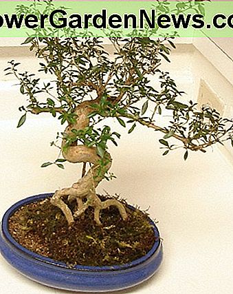 Ein Seriss Bonsai oder Schnee Rose. A seriss bonsai, or snow rose.