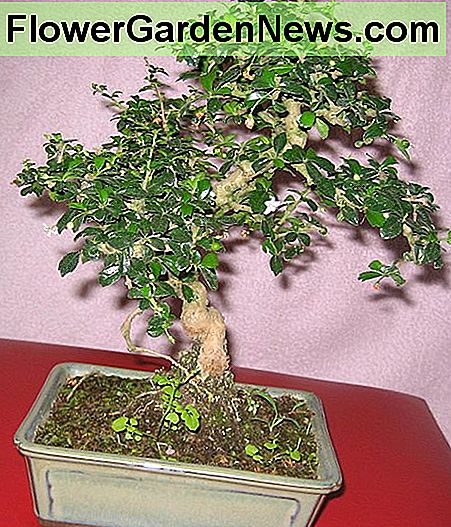 Fukien Tee Bonsai. Fukien tea bonsai.