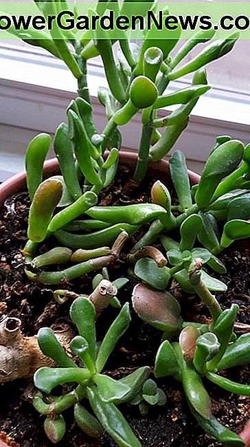 โรงงาน Hobbit หรือ Gollum Jade Hobbit or Gollum Jade Plant
