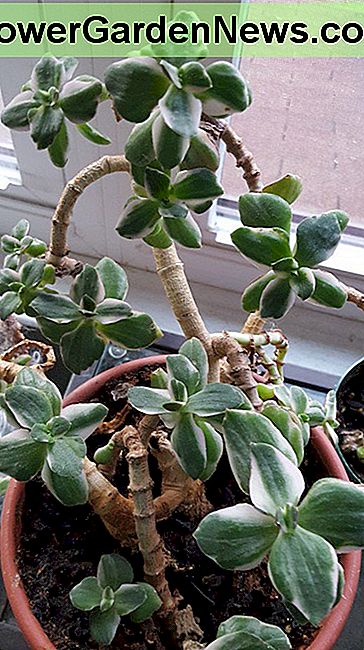 โรงงานหยกไตรรงค์ Tricolor Jade Plant