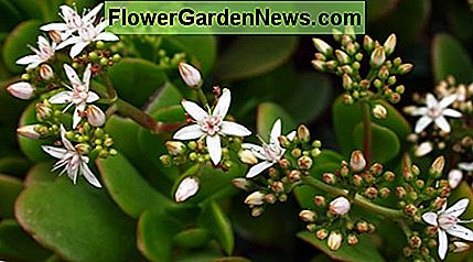 ดอกไม้หยกพืช Jade Plant Flowers