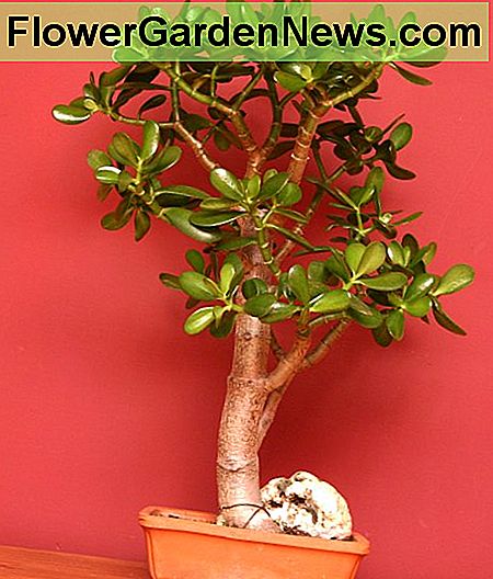 โรงงานหยกบอนไซ Bonsai Jade Plant