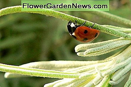 Marienkäfer sind am besten, wenn Sie die einheimische Vielfalt anziehen. Lady bugs are best when you attract the native variety.