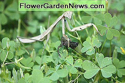 Die Gottesanbeterin ist berühmt für ihre Gärten mit schädlichen Insekten. The praying mantis is famous for riding gardens of harmful insects.