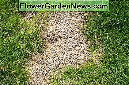 Plasture uscată de la distrugerea grubului. Dry patch from grub damage.