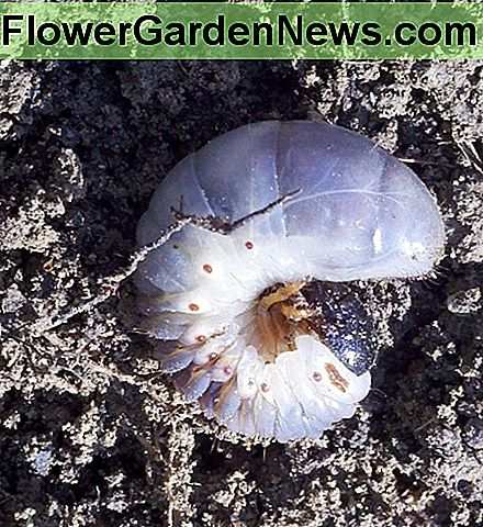 Grub de gazon sau Grub alb sau Grub Worm Lawn Grub or White Grub or Grub Worm