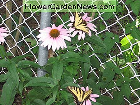 Echinacea / rosa Sonnenhut. Schmetterlinge lieben frühe Echinacea. Echinacea/pink coneflower. Butterflies love early echinacea.