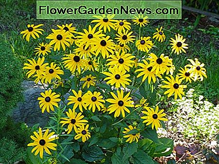 Black Eyed Susans Black eyed susans