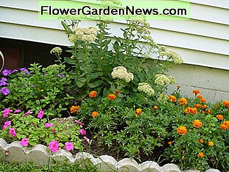 Schafgarbe im Hintergrund, Ringelblumen nach rechts und Impatiens nach links Yarrow in the background, marigolds to the right, and impatiens to the left