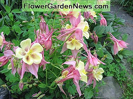 Akelei Columbine