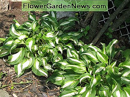 Hostas, gut etabliert Hostas, well established