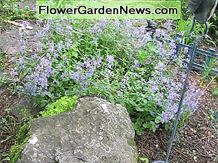 Katzenminze in voller Blüte Catmint in full bloom