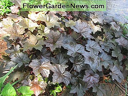 rote Blattkorallenglocken red leaf coral bells