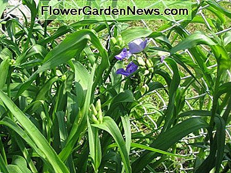 Spiderwort beginnt gerade zu blühen Spiderwort just beginning to bloom
