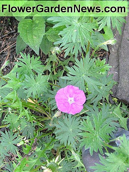 Cranesbill Geranie beginnt gerade zu blühen, wird mit diesen rosa Blumen bedeckt sein Cranesbill geranium just beginning to bloom, will be covered with those pink flowers