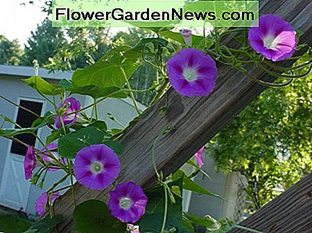 Morgenromane - vom letzten Jahr Morning glories - from last year
