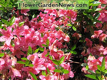 Azaleen-Busch Azalea bush