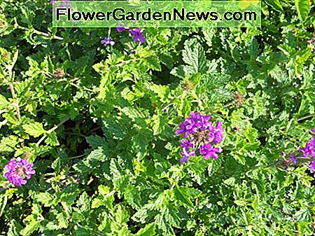 Trailing Homestead Purple Verbena Trailing Homestead Purple Verbena