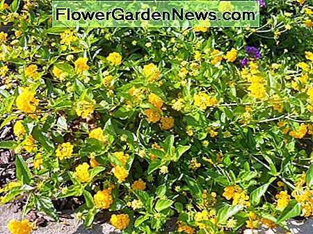 Gelber Lantana Yellow Lantana