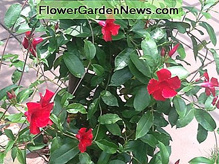 Roter Hibiskus Red Hibiscus