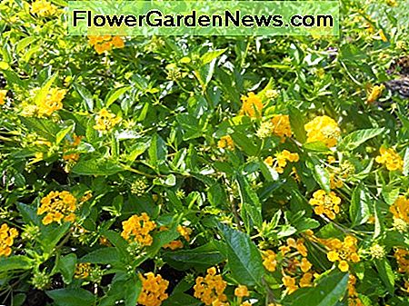 Herzliches gelbes Lantana Hearty Yellow Lantana