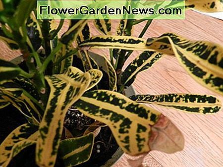 Grüner und gelber bunter Croton Green and yellow variegated croton