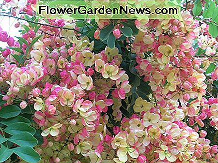 De bloemen en bladeren in een regenboogdouche boom The flowers and leaves in a rainbow shower tree