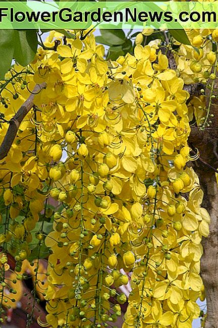 Cassia Fistula of de Golden Shower Tree Flowers Cassia Fistula or the Golden Shower Tree Flowers