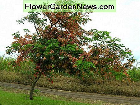 De Rainbow Shower Tree die nog niet volgroeid is The Rainbow Shower Tree which is not yet fully grown