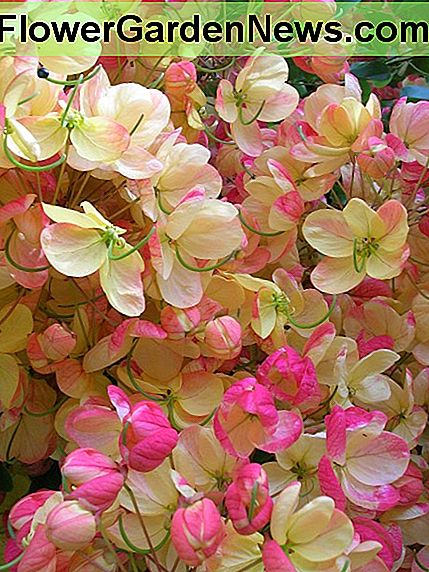 Rainbow Shower Tree Flowers Rainbow Shower Tree Flowers
