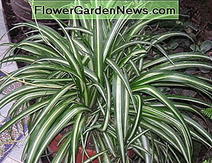 Die Spinnenpflanze The Spider Plant