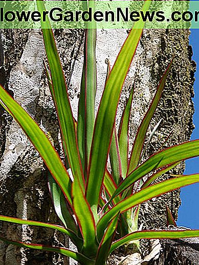 Die rot umrandete Dracaena The red-edged dracaena