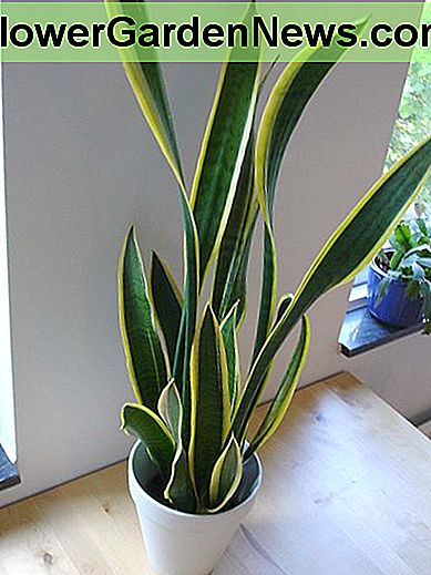 Die Schlangenpflanze The snake plant