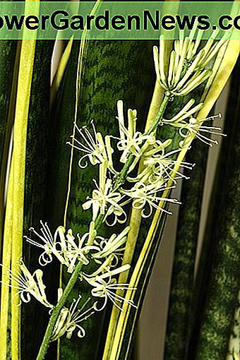 Die Blumen der Schlangenpflanze The flowers of the snake plant