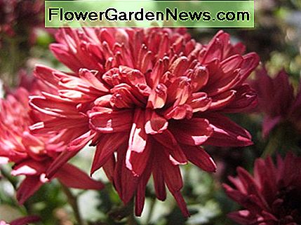 Kastanienbraune Chrysanthemen Maroon chrysanthemums