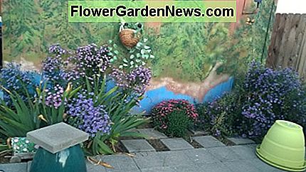 Herbstastern stehen hoch, wie sie hell gegen die Wand eines alten hölzernen Gartenschuppens blühen. Ich habe Bäume an die Wand gemalt, um den Schuppen so aussehen zu lassen, als sei er Teil der Landschaft. Fall asters stand tall as they bloom brightly against the wall of an old wooden garden shed. I painted trees on the wall to make the shed seem like it was part of the landscape.