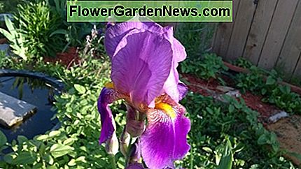 Diese lila Schwertlilien werden wegen ihrer Schönheit und unzerstörbaren Natur geliebt. Sie sind tolerant gegenüber Trockenheit und Kälte. These purple bearded irises are loved for their beauty and indestructible nature. They are tolerant of drought as well as cold.