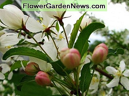 Goldene Regentropfen mit rosa Knospen Golden Raindrops with pink buds