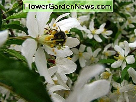 Goldene Regentropfen, eine wichtige Nahrungsquelle für Bienen Golden Raindrops, an important source of food for bees