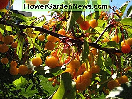 Goldene Regentropfen, beladen mit wunderschönen Crabapples Golden Raindrops loaded down with gorgeous crabapples